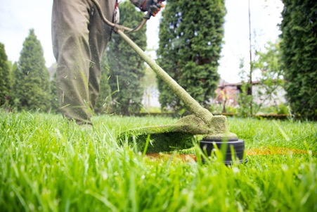 7 Things Your Lawn is Trying to Tell You