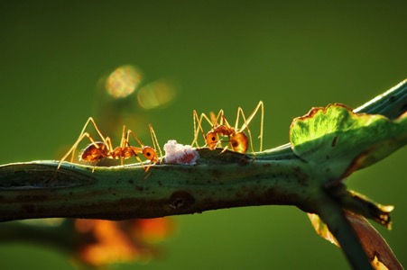 Comment empêcher les fourmis d'envahir la pelouse ?