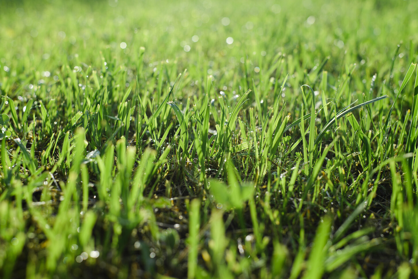 What happens if you apply fertilizer to wet grass?