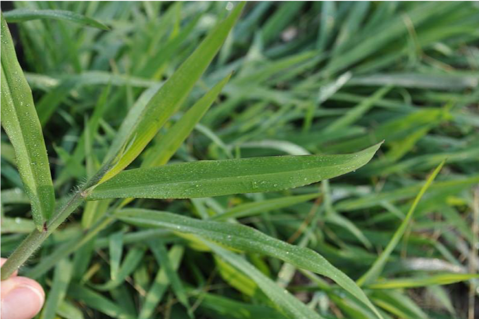 Comment reconnaître les mauvaises herbes sur votre pelouse? - Vertdure