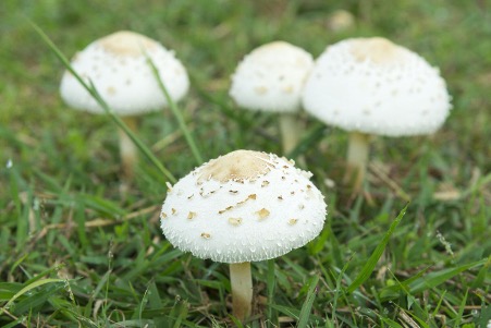 How do you get rid of mushrooms in lawns and gardens?