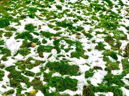 Problèmes de pelouse en hiver auxquels porter attention