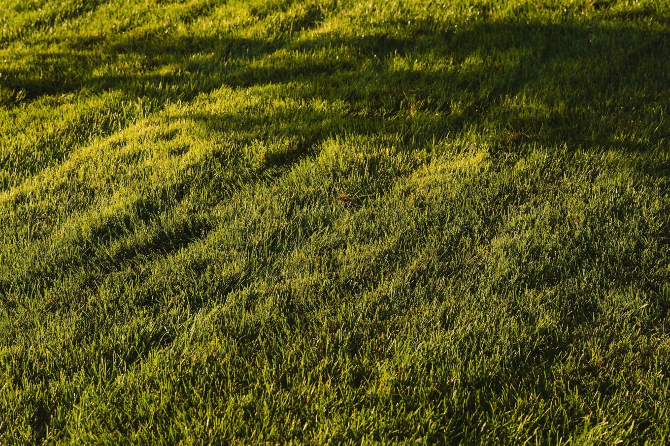 Un sol équilibré permet un gazon plus dense et plus résistant.