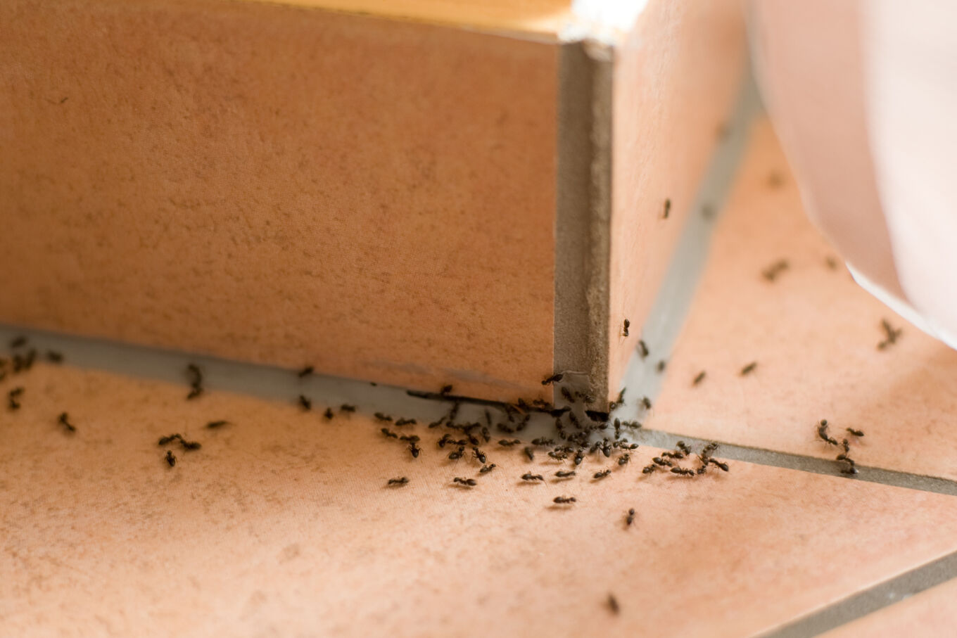 Groupe de fourmis envahissant un coin de carrelage intérieur, illustrant l'importance d’un service de protection contre les nuisibles dans les habitations.