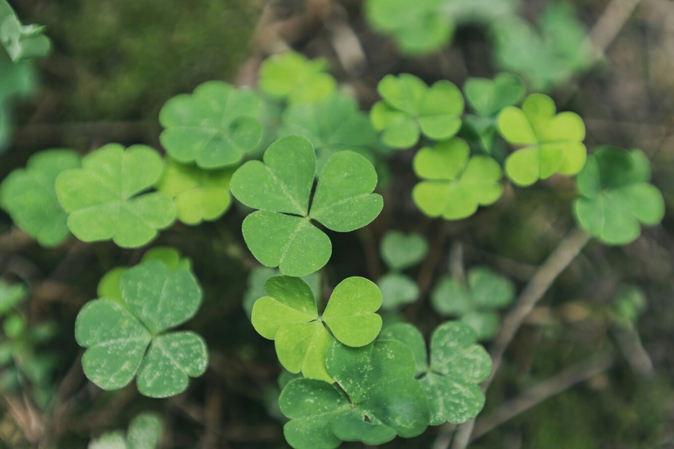 Photo d’un plant d'oxalide d'Europe, une petite plante aux feuilles en forme de cœur qui pousse dans les pelouses et espaces verts.