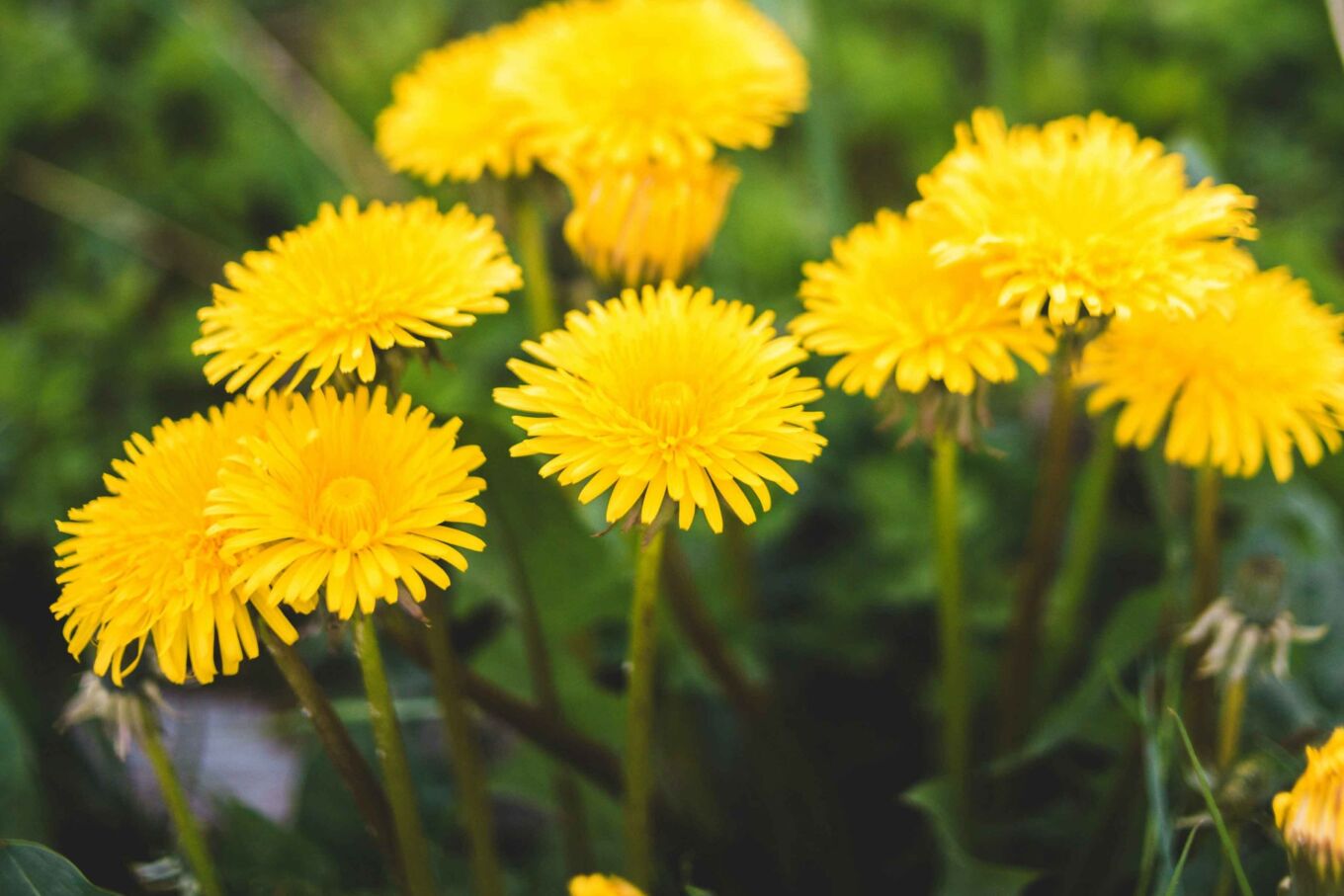Photo d’un plant de pissenlit avec ses feuilles dentelées et sa tige portant une fleur jaune éclatante.