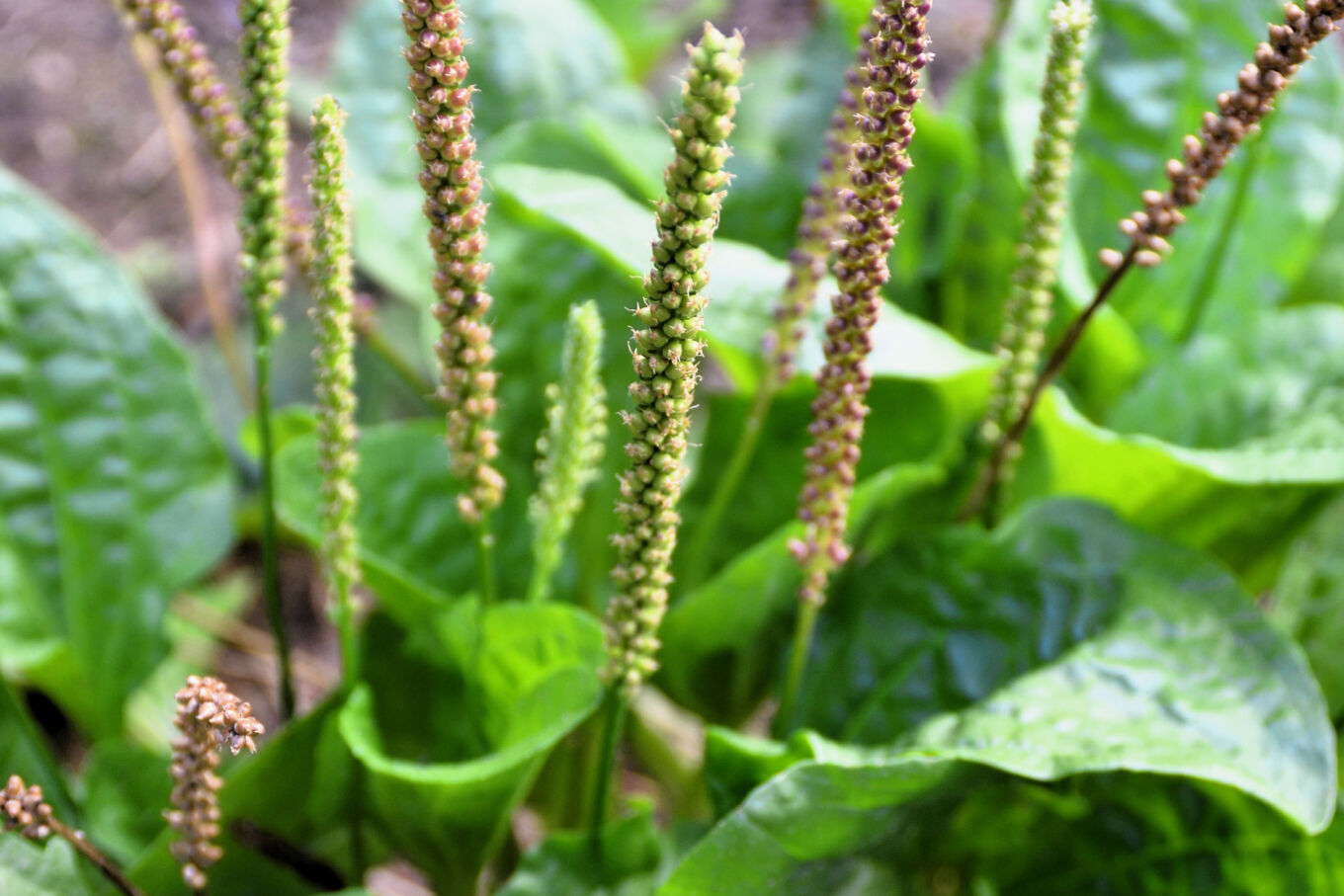 Photo d’un plant de plantain mettant en valeur ses feuilles nervurées et ses inflorescences élancées caractéristiques.