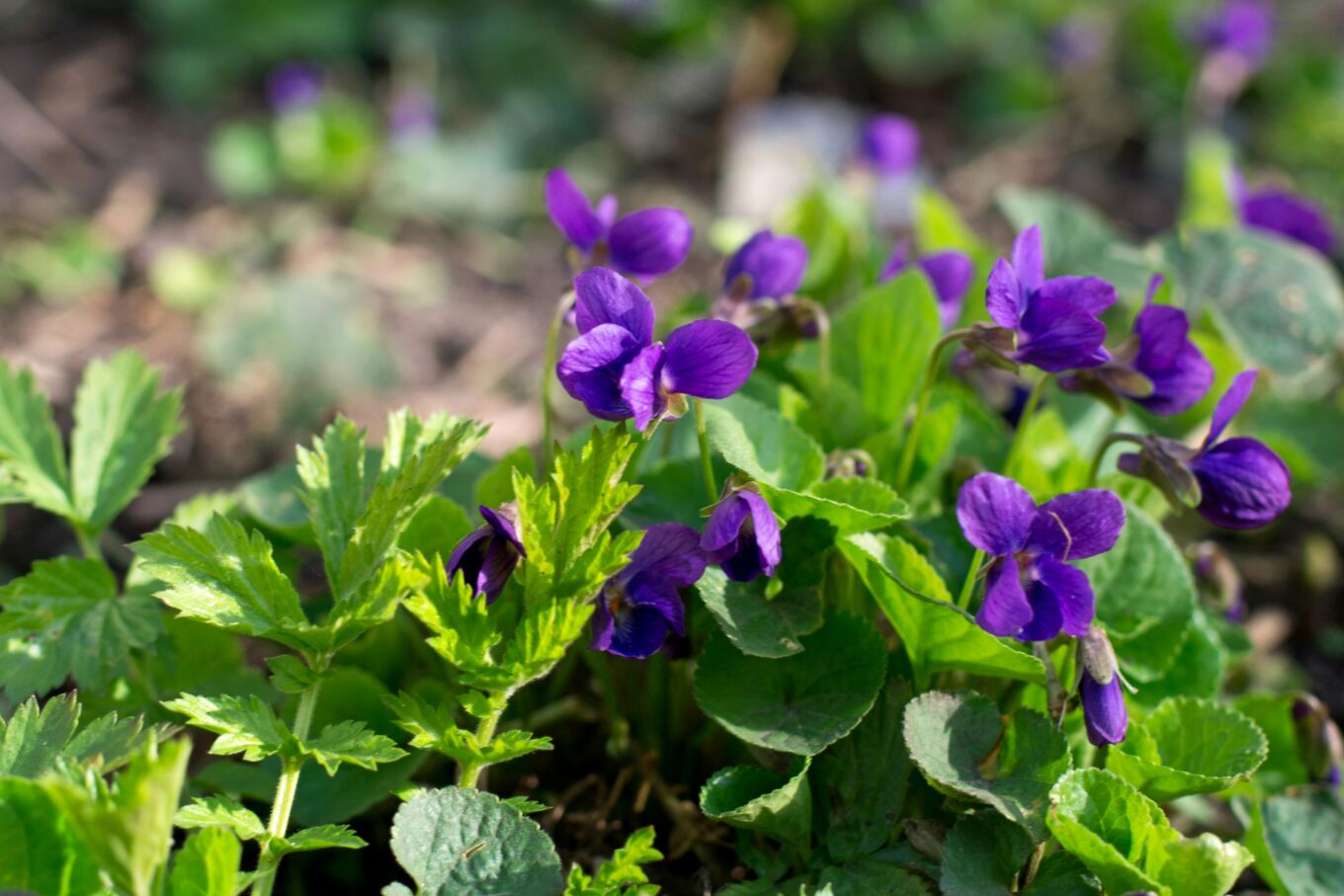 Photo d’un plant de violette sauvage mettant en valeur ses feuilles en forme de cœur et ses fleurs violettes délicates.