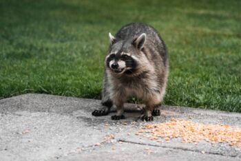 Close-up of a raccoon eating scattered corn on a concrete driveway. Raccoons can be a big nuisance to your home, and spotting them early is key to avoiding an infestation.