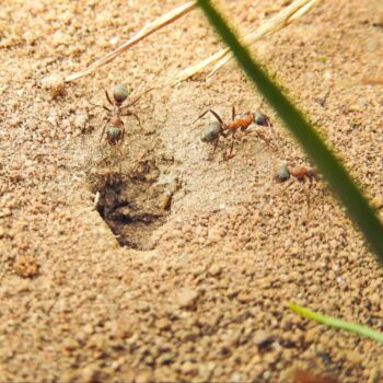 Gros plan sur l’entrée d’un nid de fourmis de pavé dans un sol sablonneux, avec trois fourmis visibles et un peu de gazon sur le côté.