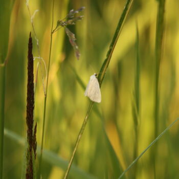 Papillon de nuit blanc posé sur un brin d’herbe, représentant la pyrale des prés, un insecte nuisible qui peut causer des dommages importants aux pelouses.