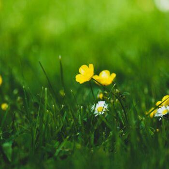 Un gros plan sur une pelouse verdoyante parsemée de petites fleurs jaunes et blanches, symbole du renouveau printanier. L’entretien printanier de pelouse permet de retrouver un gazon dense et en santé après l’hiver, tout en prévenant l’apparition des mauvaises herbes.