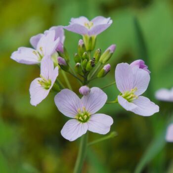 Gros plan sur une fleur violette printanière avec une fourmi explorant les bourgeons, symbole discret de l’activité croissante des insectes au printemps.