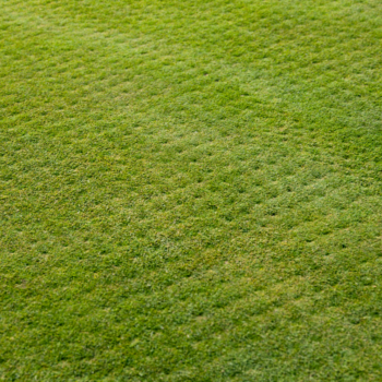 Gazon fraîchement aéré avec des perforations visibles sur toute la surface, facilitant la circulation de l'air, de l'eau et des nutriments pour un gazon plus vert et en meilleure santé. L’herbe présente une texture uniforme, signe d’un entretien efficace.