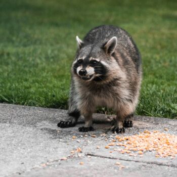 Close-up of a raccoon eating scattered corn on a concrete driveway. Raccoons can be a big nuisance to your home, and spotting them early is key to avoiding an infestation.