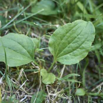 Photo d’un petit plant de plantain mettant en valeur ses feuilles larges et nervurées, caractéristiques de cette plante commune des pelouses.