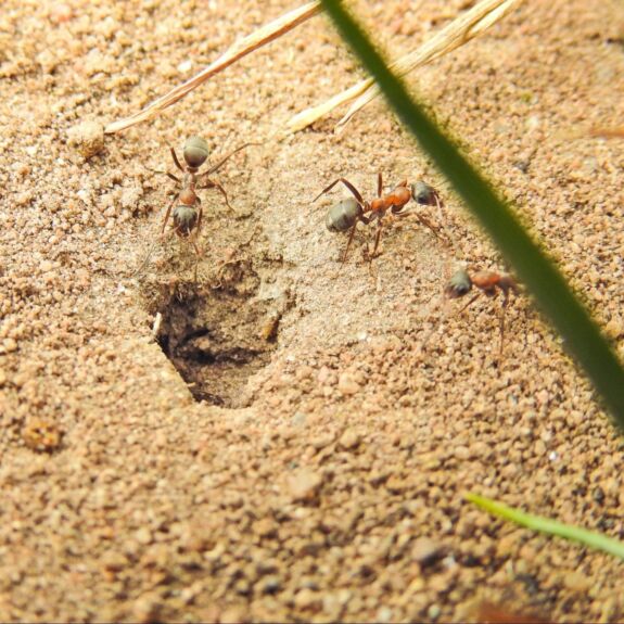 Gros plan sur l’entrée d’un nid de fourmis de pavé dans un sol sablonneux, avec trois fourmis visibles et un peu de gazon sur le côté.