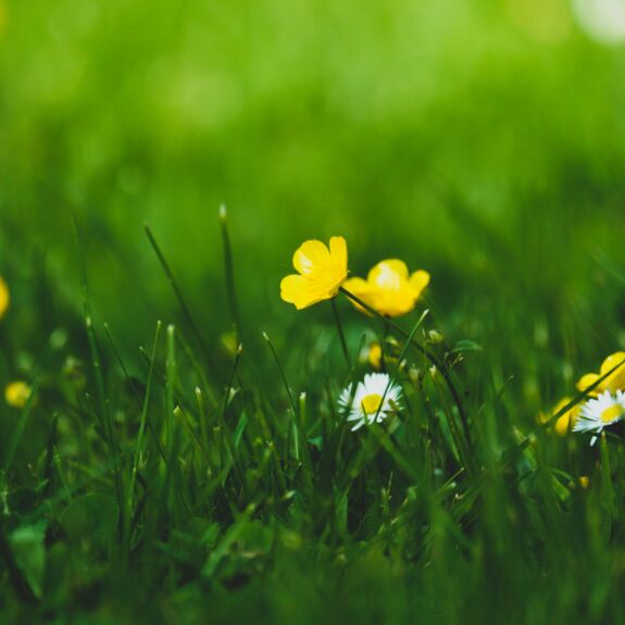 Un gros plan sur une pelouse verdoyante parsemée de petites fleurs jaunes et blanches, symbole du renouveau printanier. L’entretien printanier de pelouse permet de retrouver un gazon dense et en santé après l’hiver, tout en prévenant l’apparition des mauvaises herbes.