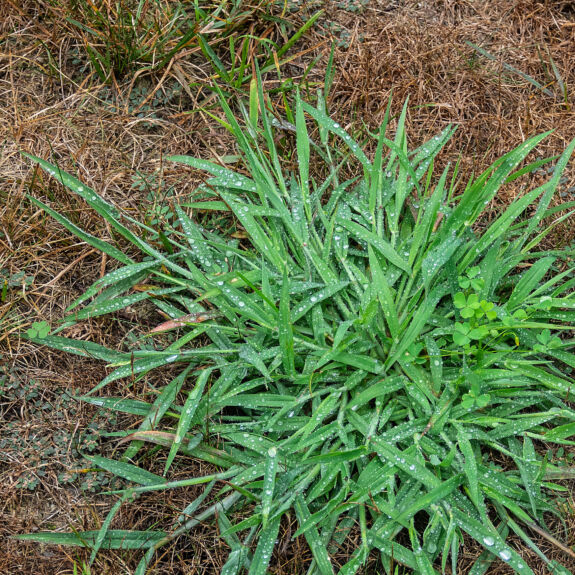 Photo d’un plant de digitaire mettant en valeur ses tiges étalées et ses inflorescences en forme de doigts.