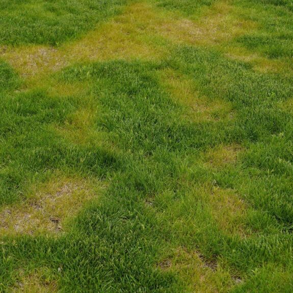Pelouse résidentielle avec des taches jaunes causées par une infestation de punaises de céréales. L’image montre à quoi peut ressembler un gazon endommagé par ces insectes, avec une maison floue en arrière-plan.