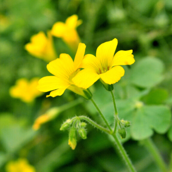 Gros plan sur les fleurs d'oxalide d'Europe, de petites fleurs aux pétales jaunes, poussant dans les pelouses et jardins.