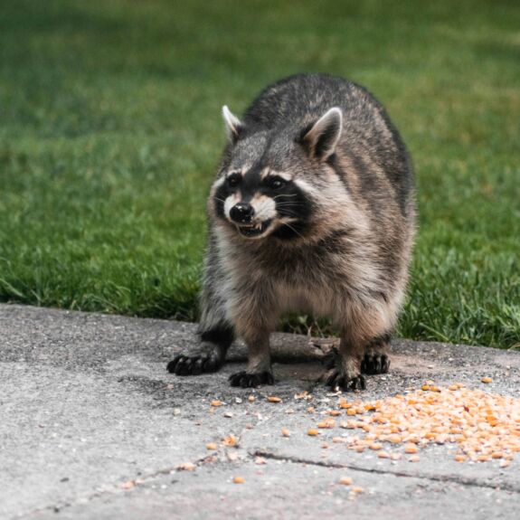 Close-up of a raccoon eating scattered corn on a concrete driveway. Raccoons can be a big nuisance to your home, and spotting them early is key to avoiding an infestation.