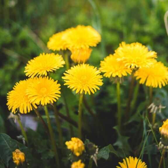 Photo d’un plant de pissenlit avec ses feuilles dentelées et sa tige portant une fleur jaune éclatante.