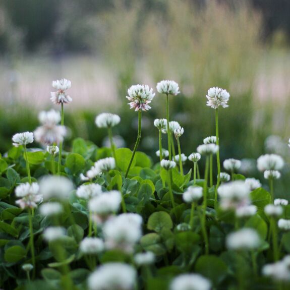 Photo d’un plant de trèfle blanc avec ses feuilles caractéristiques et ses fleurs, souvent présent dans les pelouses.