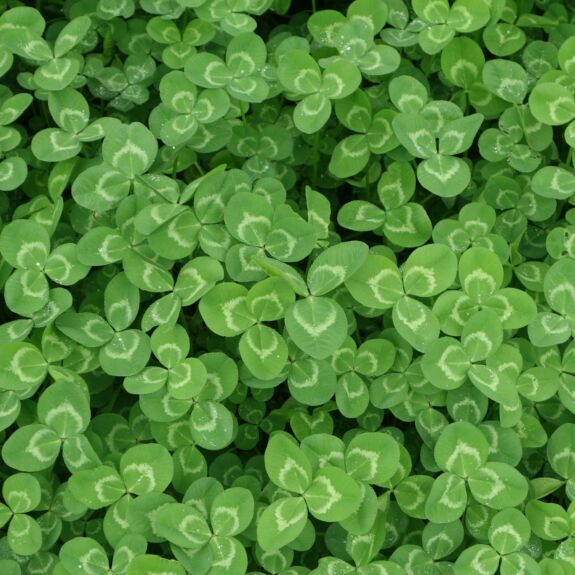 Gros plan sur les feuilles du trèfle blanc, reconnaissables à leur forme arrondie et à leurs motifs caractéristiques.
