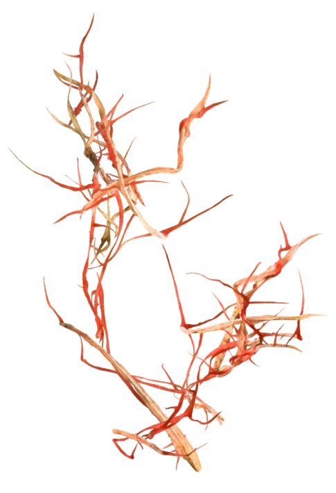 Montage illustrant le fil rouge, une maladie fongique du gazon, caractérisée par des brins d’herbe décolorés et des filaments rouges.