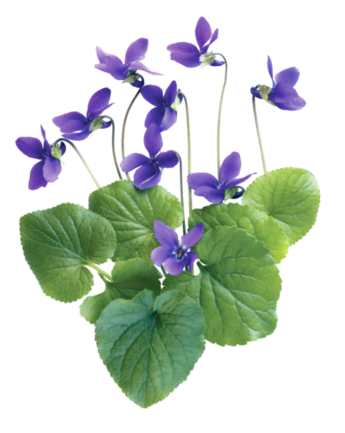 Montage mettant en avant les feuilles en forme de cœur et les fleurs violettes de la violette sauvage, une plante courante des pelouses et sous-bois.